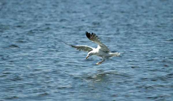 Möwenvogel im Flug aus nächster Nähe — Stockfoto