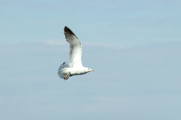 Oiseau de mouette en vol gros plan — Photo