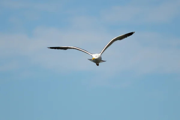 Mås fågel i flykt närbild — Stockfoto