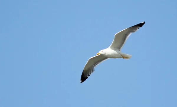 Pájaro gaviota en vuelo de cerca —  Fotos de Stock