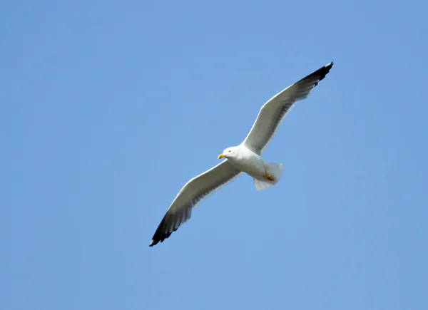 Oiseau de mouette en vol gros plan — Photo