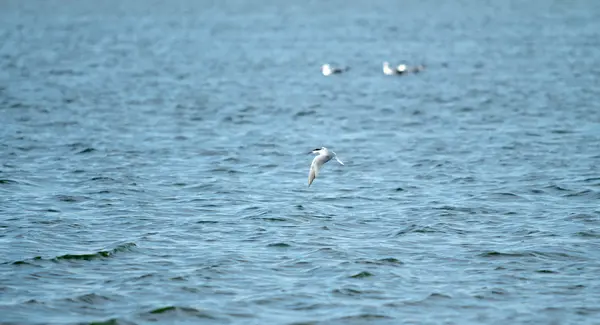 Möwenvogel im Flug aus nächster Nähe — Stockfoto