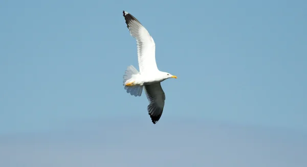 Seagull bird in flight close-up — Stock Photo, Image