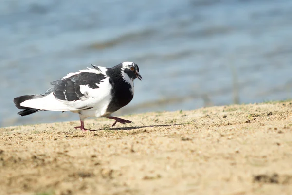 に対して飛行中の鳩 — ストック写真