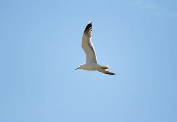 Oiseau de mouette en vol gros plan — Photo