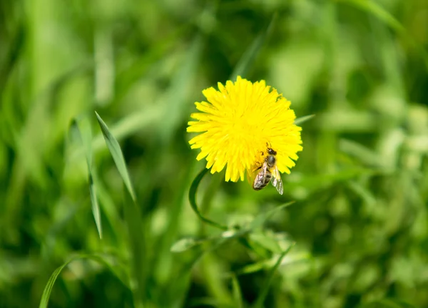 Fältet med gula maskrosor våren — Stockfoto