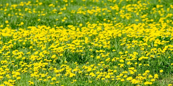 Pole s žluté pampelišky jaro — Stock fotografie