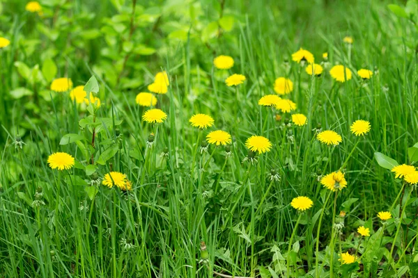 Feld mit gelben Löwenzahn Frühling — Stockfoto