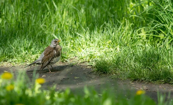 Blackbird com minhoca em sua conta — Fotografia de Stock