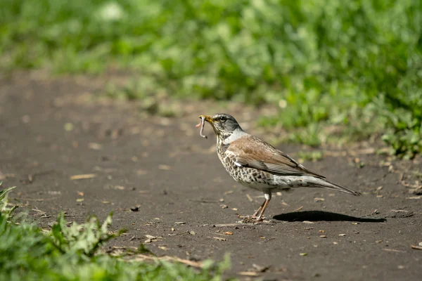 Blackbird with earthworm in its bill — Stock Photo, Image