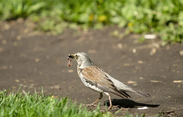 Blackbird solucan onun tasarı ile — Stok fotoğraf