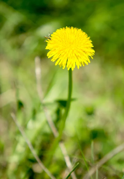 Campo con dientes de león amarillo Primavera — Foto de Stock