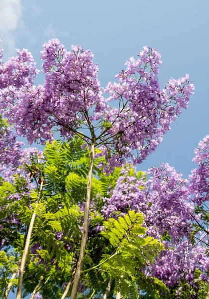 Flores de acácia violeta — Fotografia de Stock