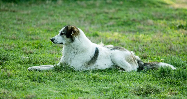 Köpek çim üzerinde yalan — Stok fotoğraf