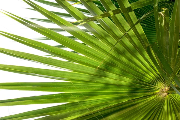 Feuilles de palmier d'arbre — Photo