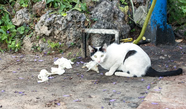 Binnenlandse kat buiten — Stockfoto