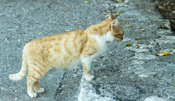 Rode en witte kat — Stockfoto