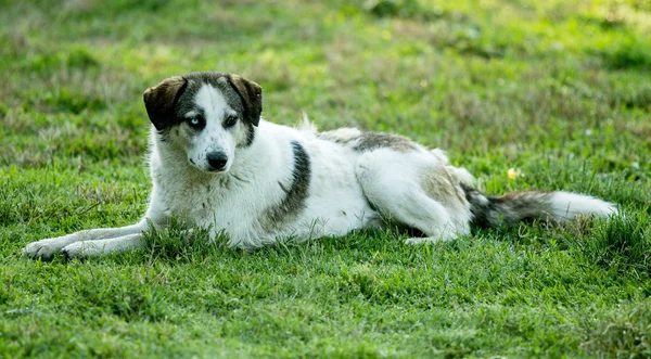 Hund auf Gras liegend — Stockfoto