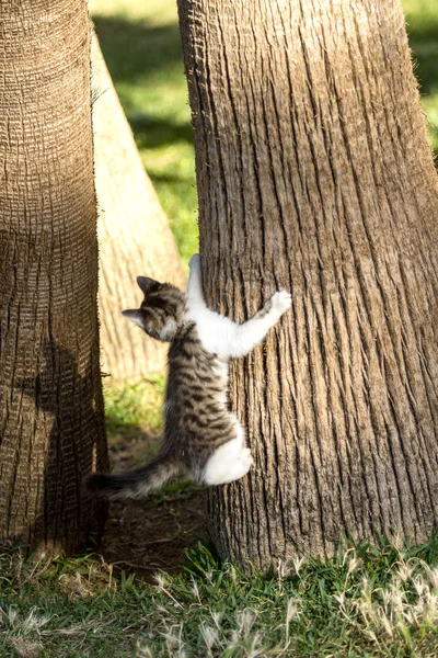 Kat klimmen op een boom — Stockfoto