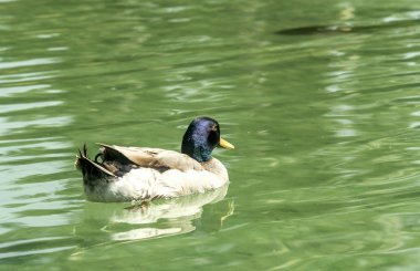 Ördek gölet Close-Up