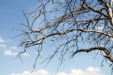 Mavi gökyüzüne karşı dallar