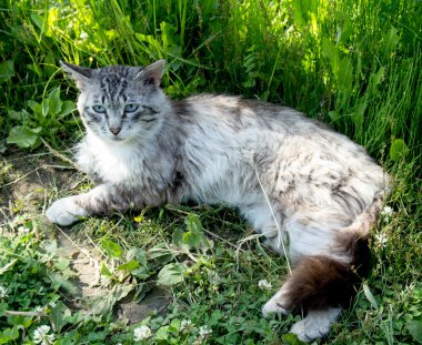 Yeşil çimlerin üzerindeki kedi