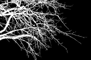 Beyaz ağaç dalları