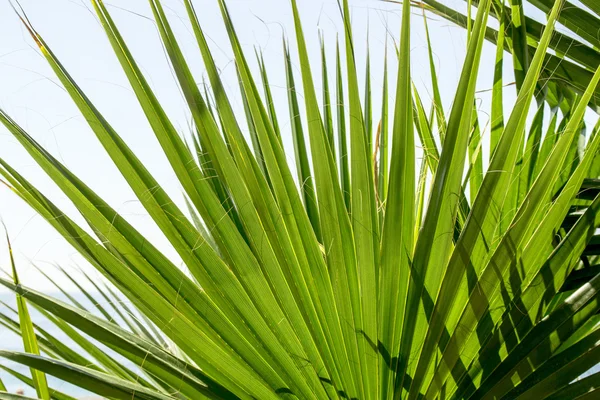 Palm leaves of tree — Stock Photo, Image
