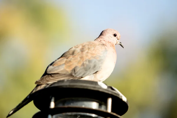 Close-up of spotted dove — Stock Photo, Image