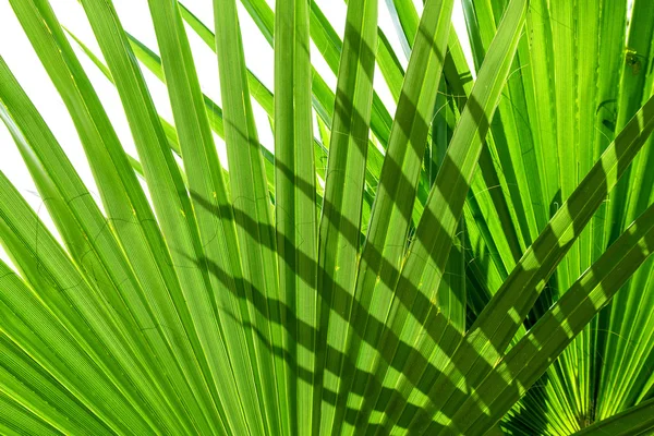 Feuilles de palmier d'arbre — Photo