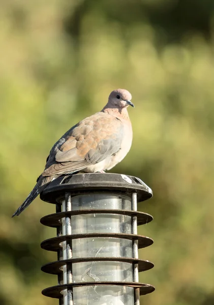 Close-up of spotted dove — Stock Photo, Image