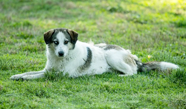 Hund liggande på gräs — Stockfoto