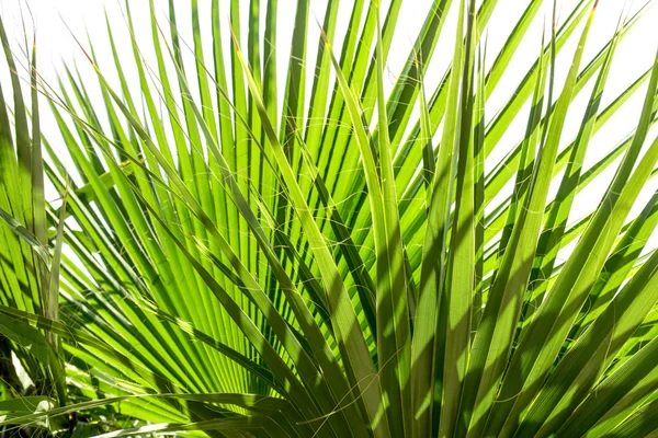 Palm leaves of tree — Stock Photo, Image