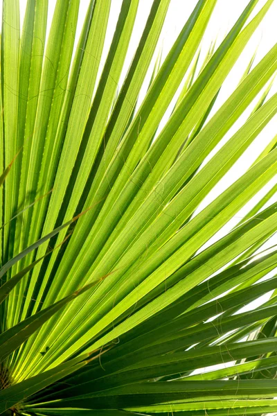 Palm fa levelei — Stock Fotó