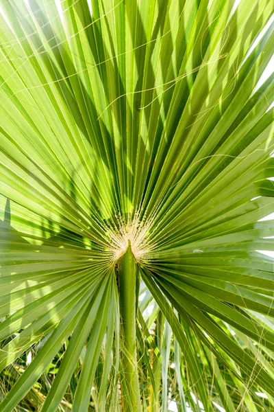 Feuilles de palmier d'arbre — Photo