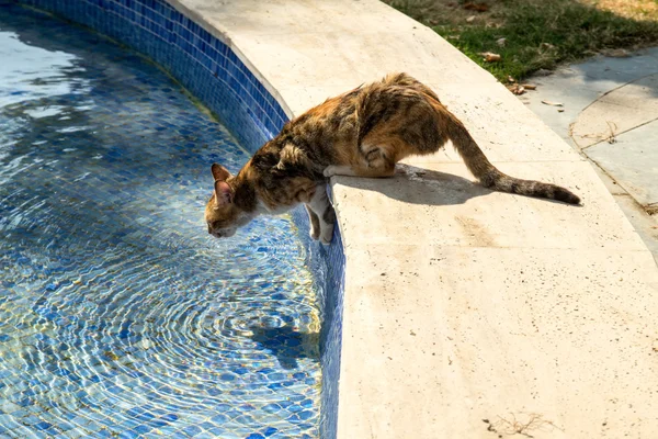 Kat bij zwembad — Stockfoto