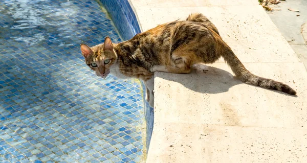 yüzme havuzunun yanındaki kedi