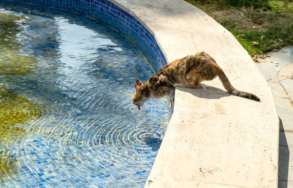 Kat drinken uit zwembad — Stockfoto