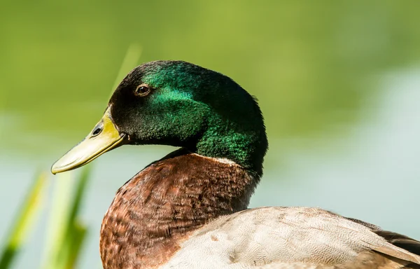 Drake, nyáron szabadban — Stock Fotó