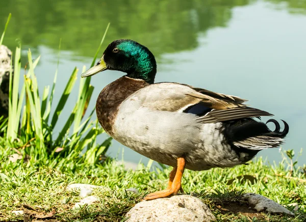 Drake vyskočilo z vody — Stock fotografie