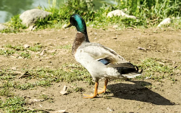 Drake came out of the water — Stock Photo, Image