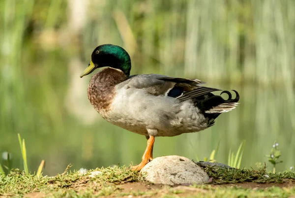 Drake kwam uit het water — Stockfoto