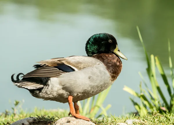 Drake na břehu rybníka — Stock fotografie