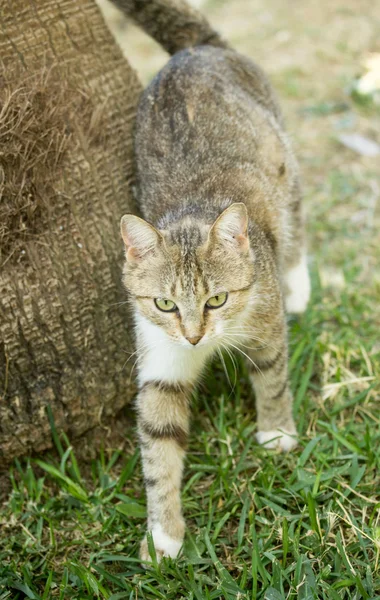 Gato doméstico na natureza — Fotografia de Stock