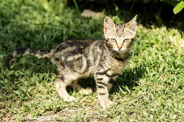 Binnenlandse kat in de natuur — Stockfoto