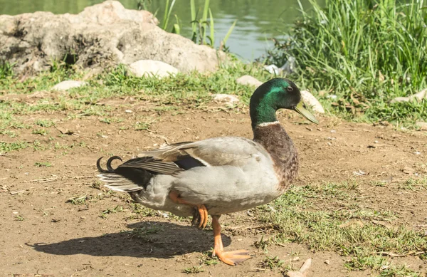 Drake on the shore of the pond — Stock Photo, Image