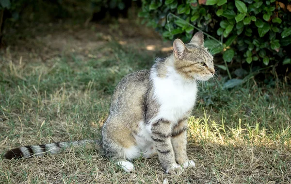 Doğada yerli kedi — Stok fotoğraf