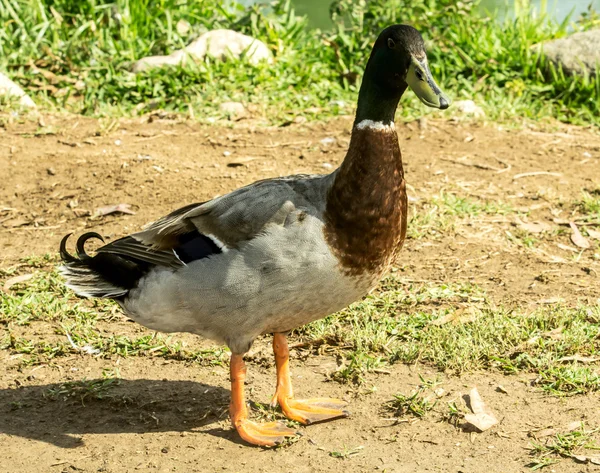 Drake na margem do lago — Fotografia de Stock