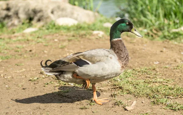 Drake on the shore of the pond — Stock Photo, Image