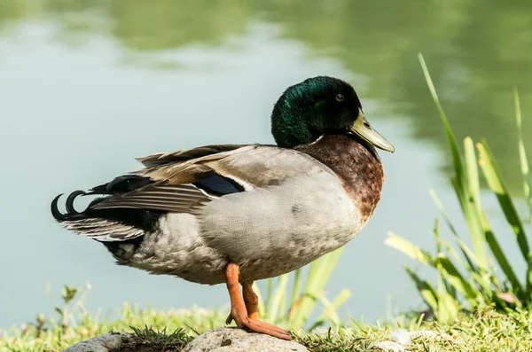 Drake na břehu rybníka — Stock fotografie